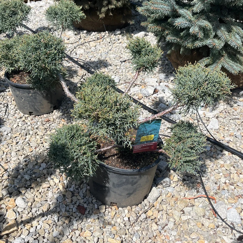 alsipnursery23474526