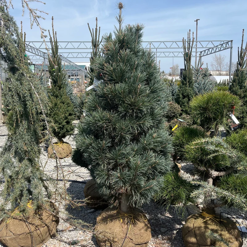 alsipnursery23474541
