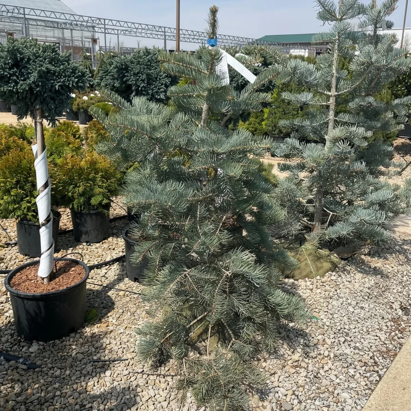 alsipnursery23474603