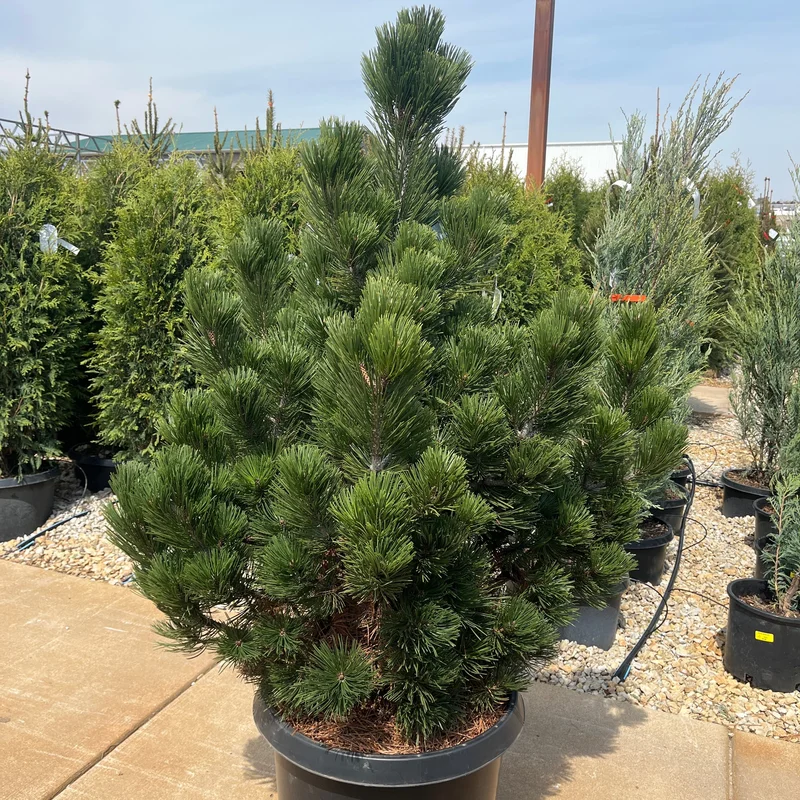alsipnursery23474659