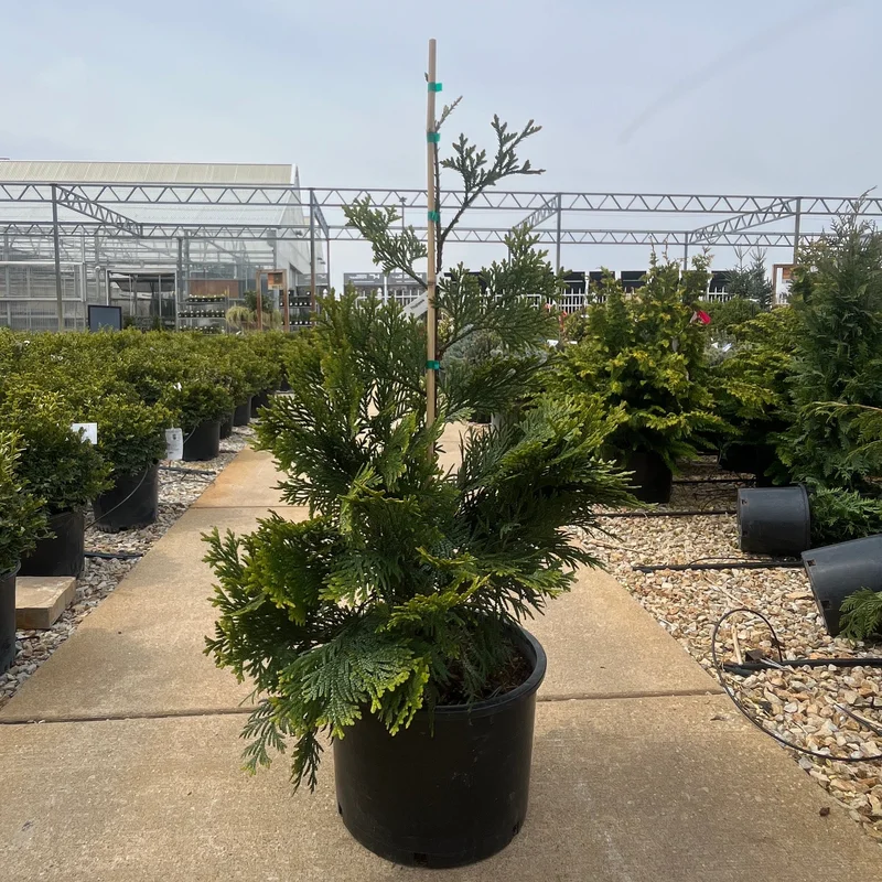 alsipnursery23474691