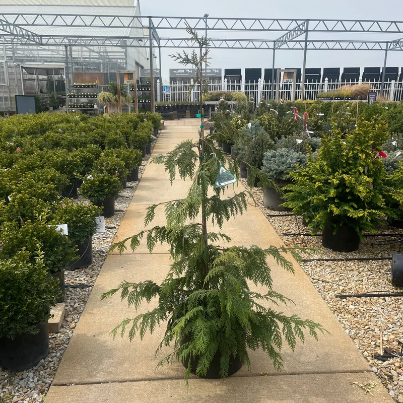 alsipnursery23474717