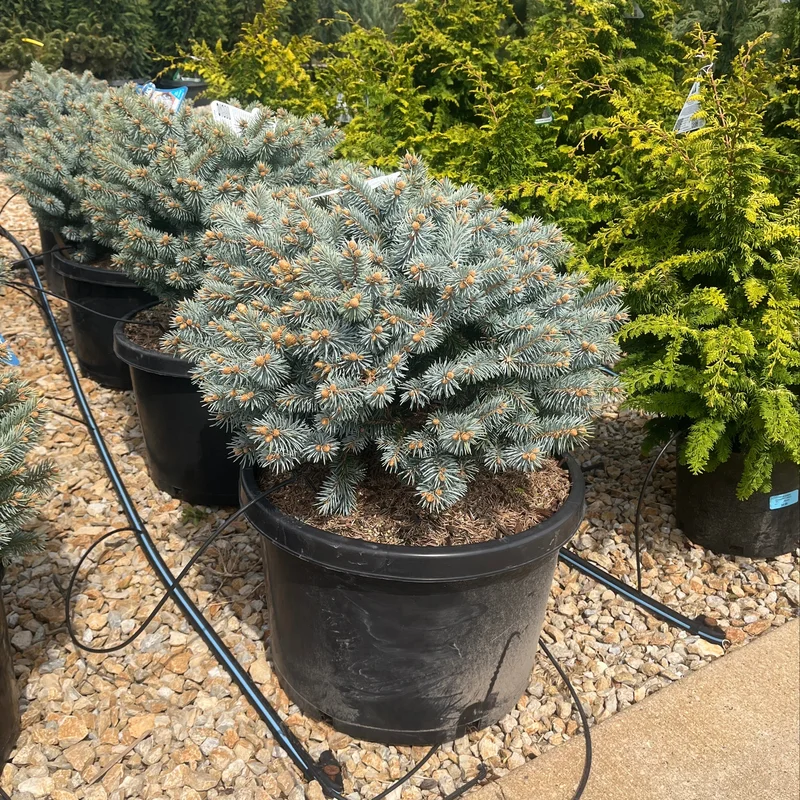 alsipnursery23474759