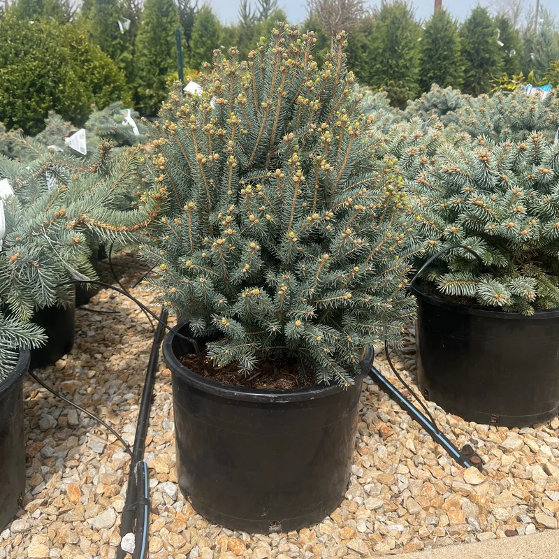 alsipnursery23474770