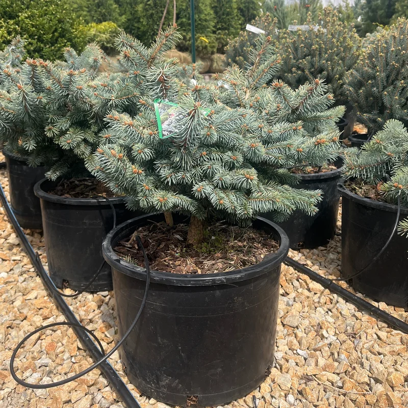 alsipnursery23474791