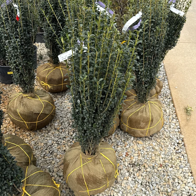 alsipnursery23474823