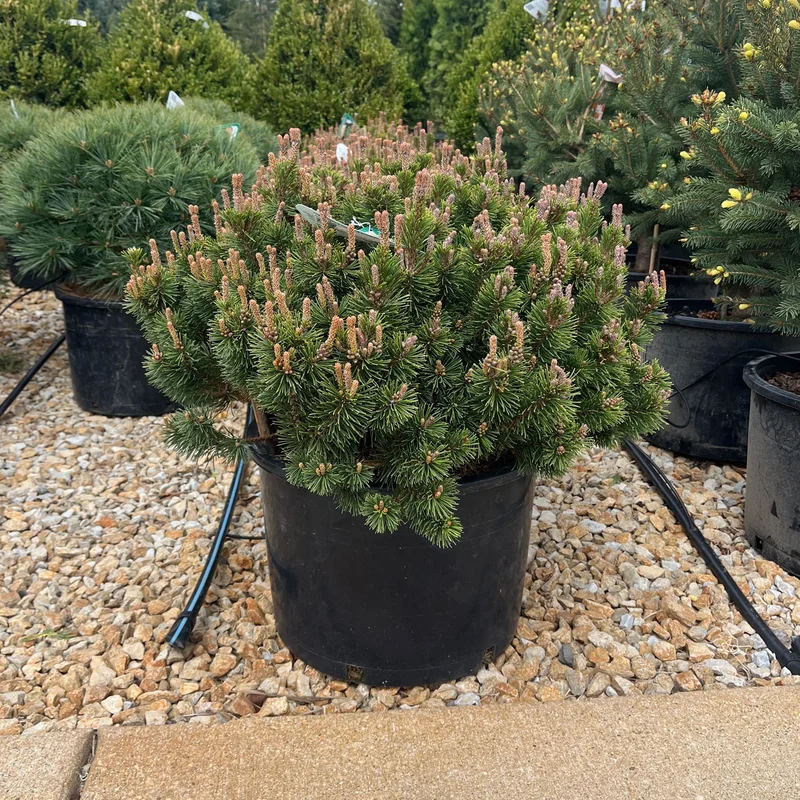 alsipnursery23474835