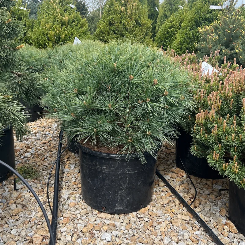 alsipnursery23474849