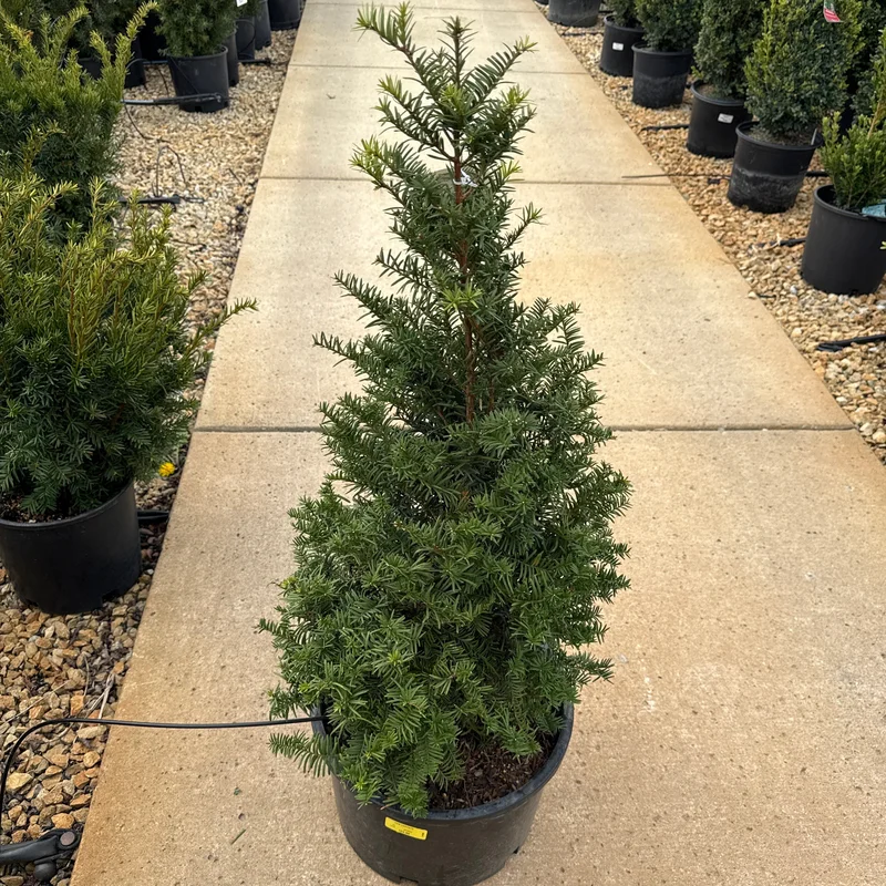 alsipnursery23474892