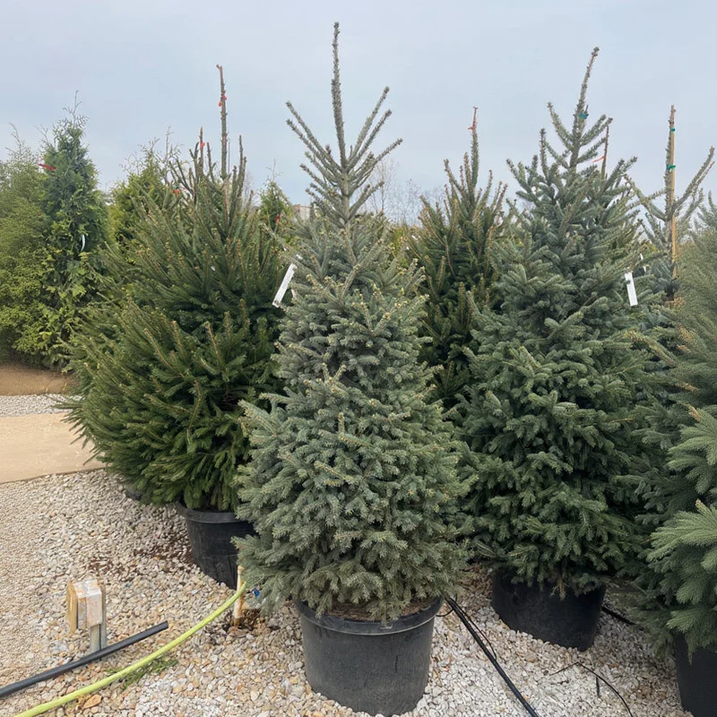 alsipnursery23474898
