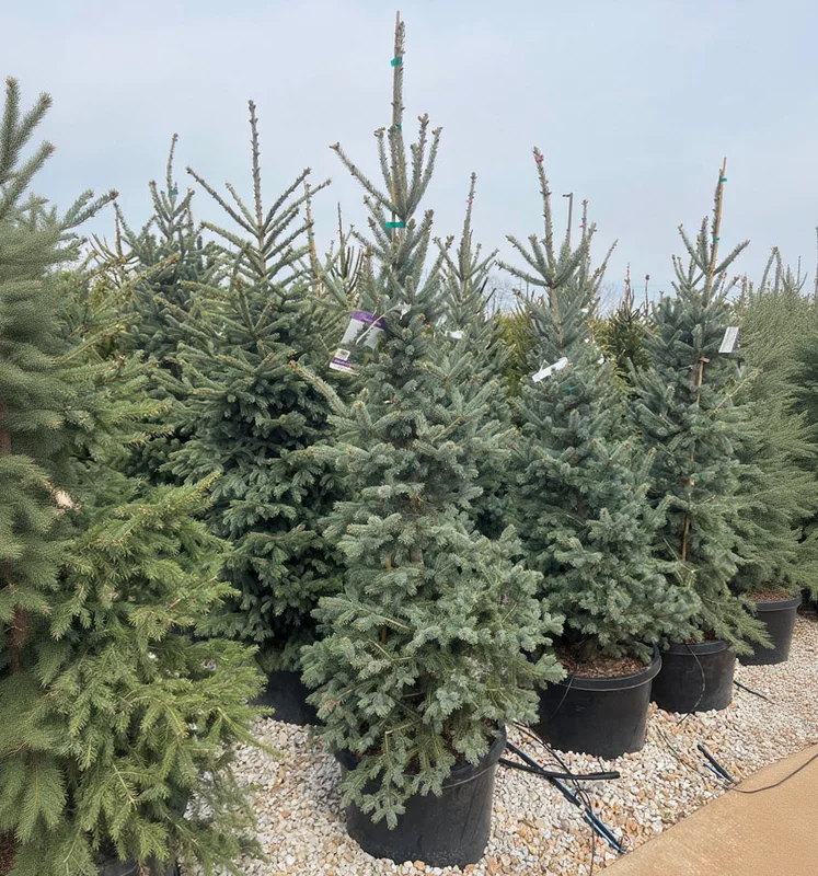 alsipnursery23474905