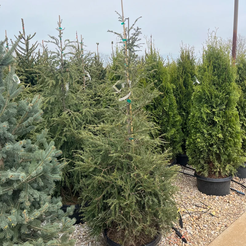 alsipnursery23474920