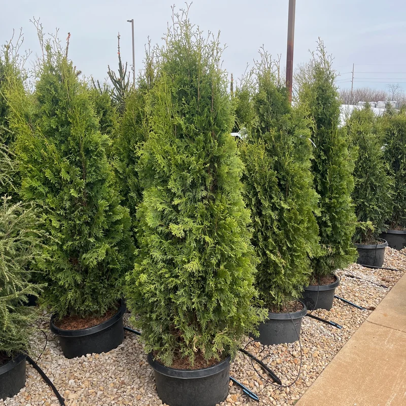 alsipnursery23474931