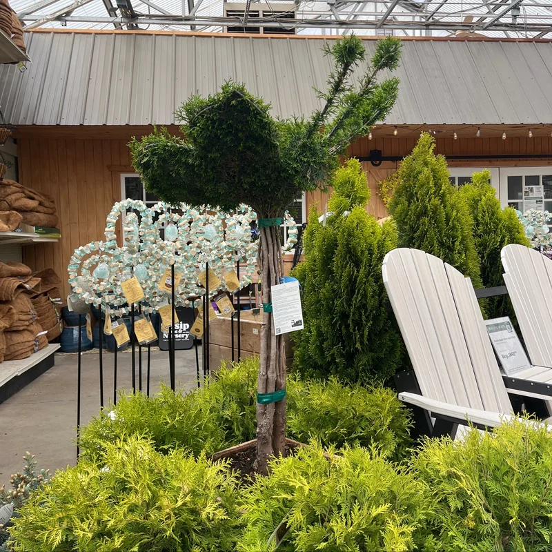 alsipnursery23474983