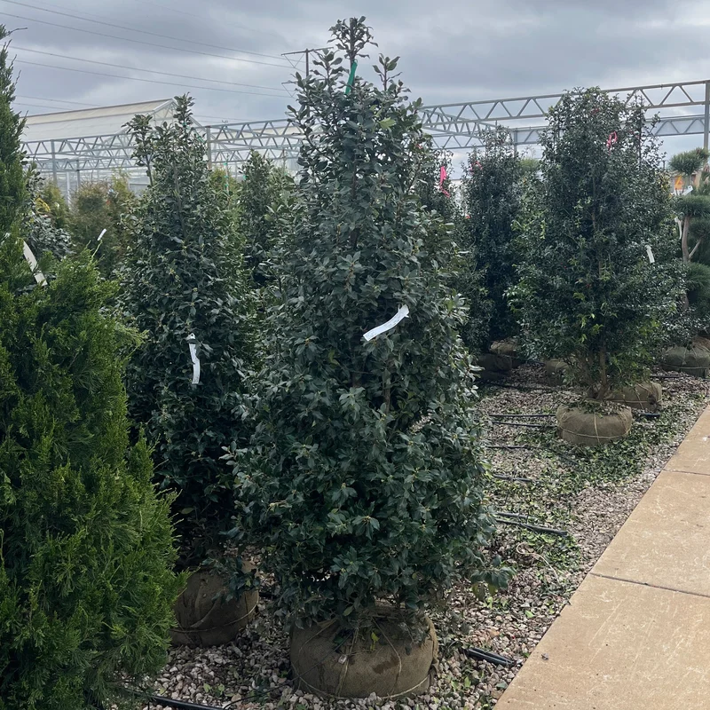 alsipnursery23475006