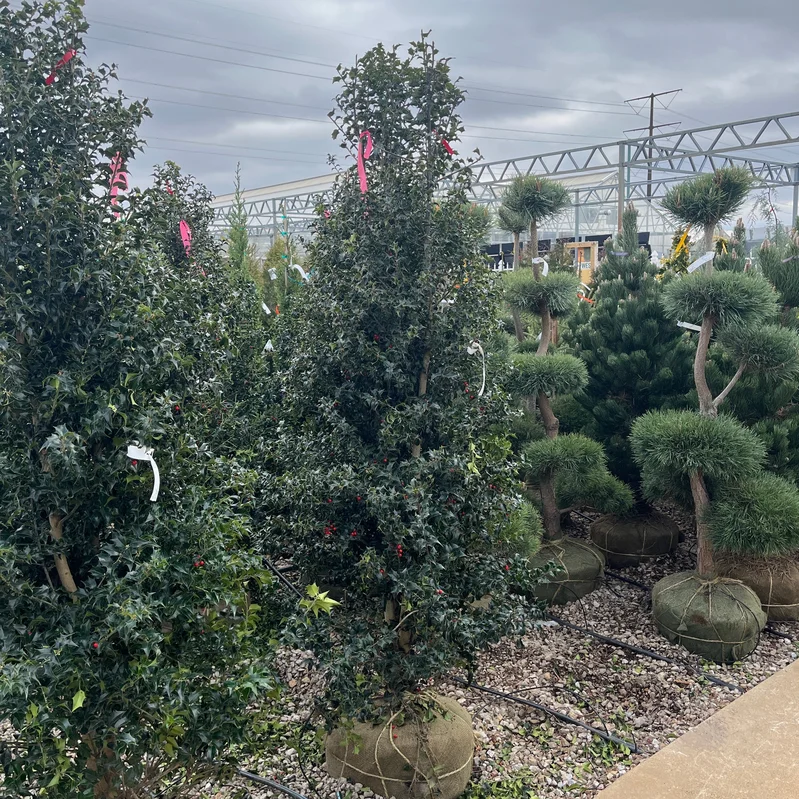 alsipnursery23475017