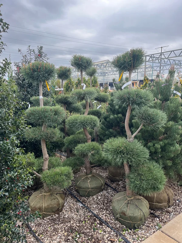 alsipnursery23475031