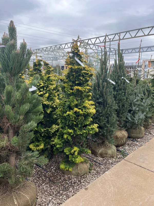 alsipnursery23475057