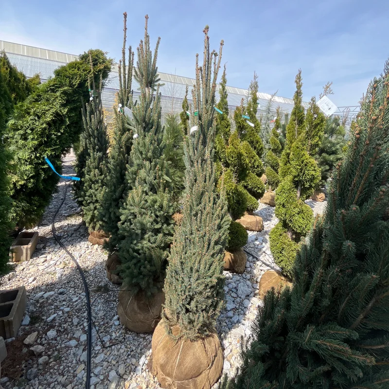 alsipnursery23475074