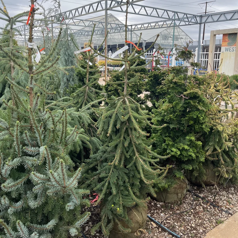 alsipnursery23475111