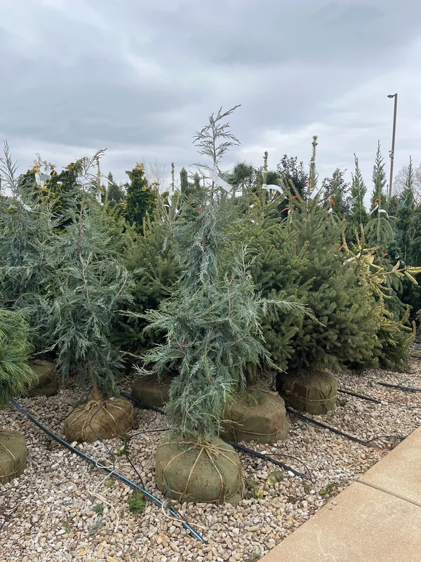 alsipnursery23475160