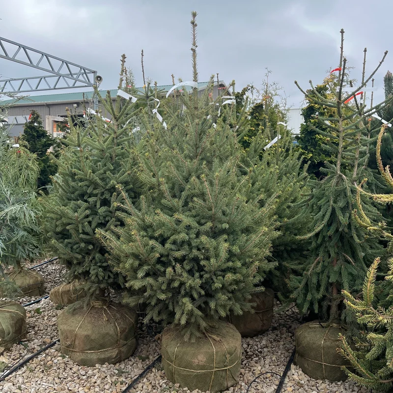 alsipnursery23475173