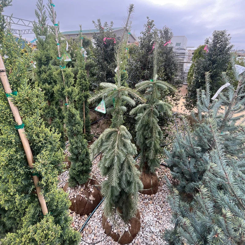 alsipnursery23475197