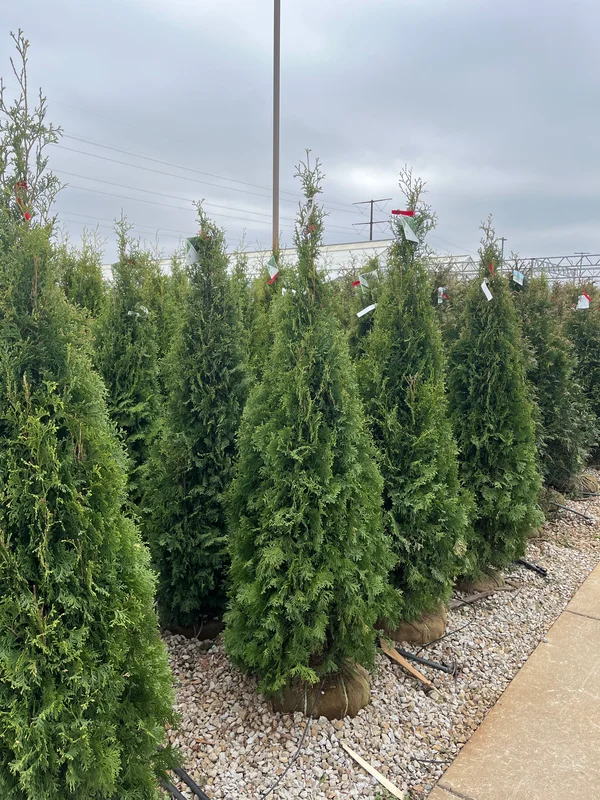 alsipnursery23475242