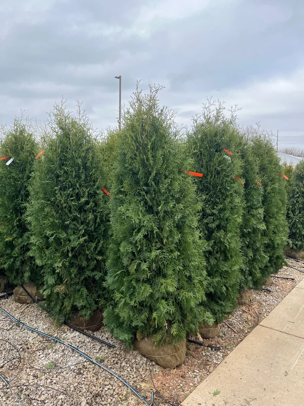 alsipnursery23475262