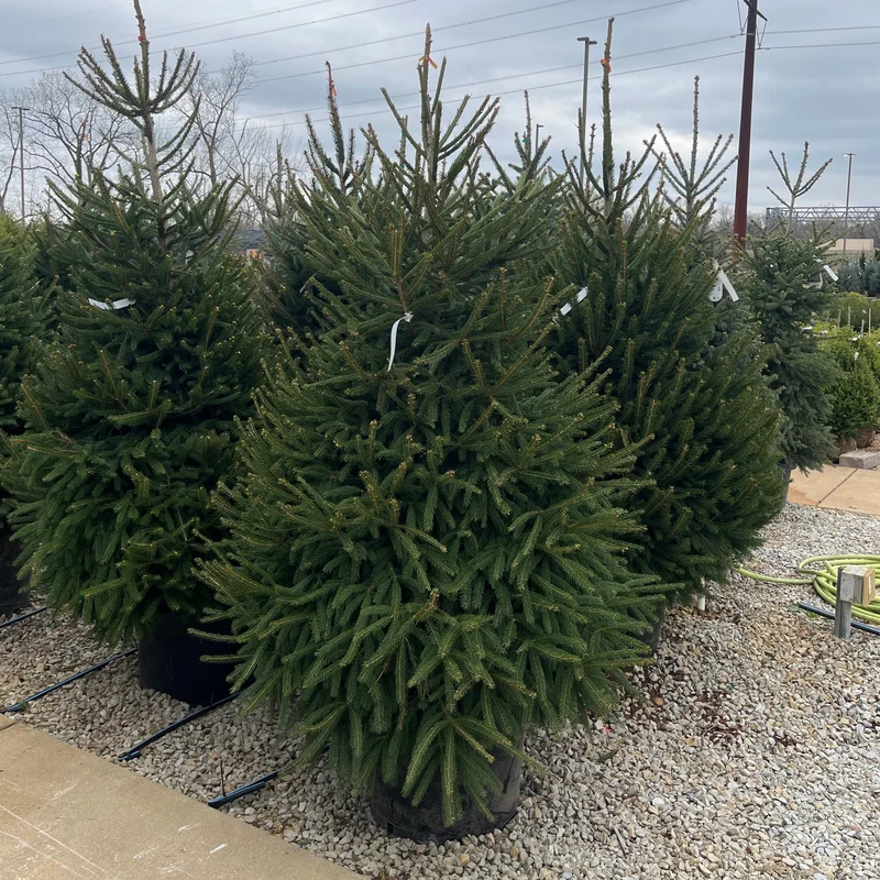alsipnursery23475275