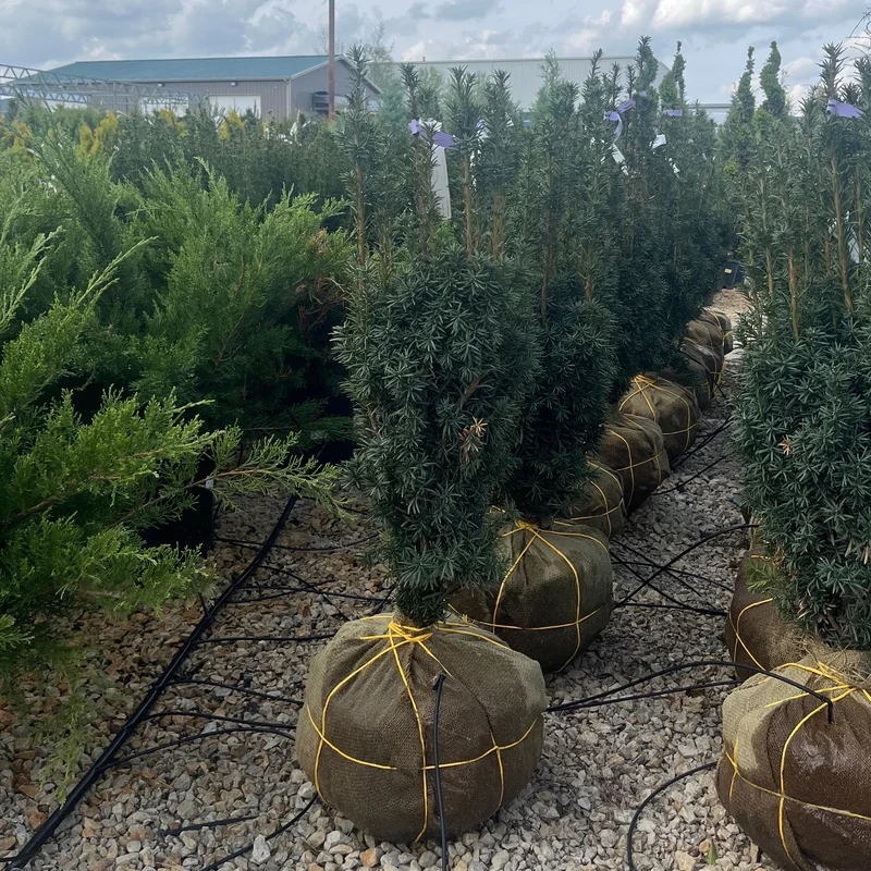 alsipnursery23475298