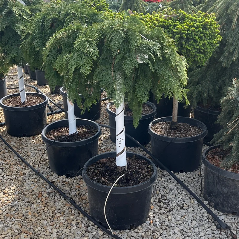 alsipnursery23475306