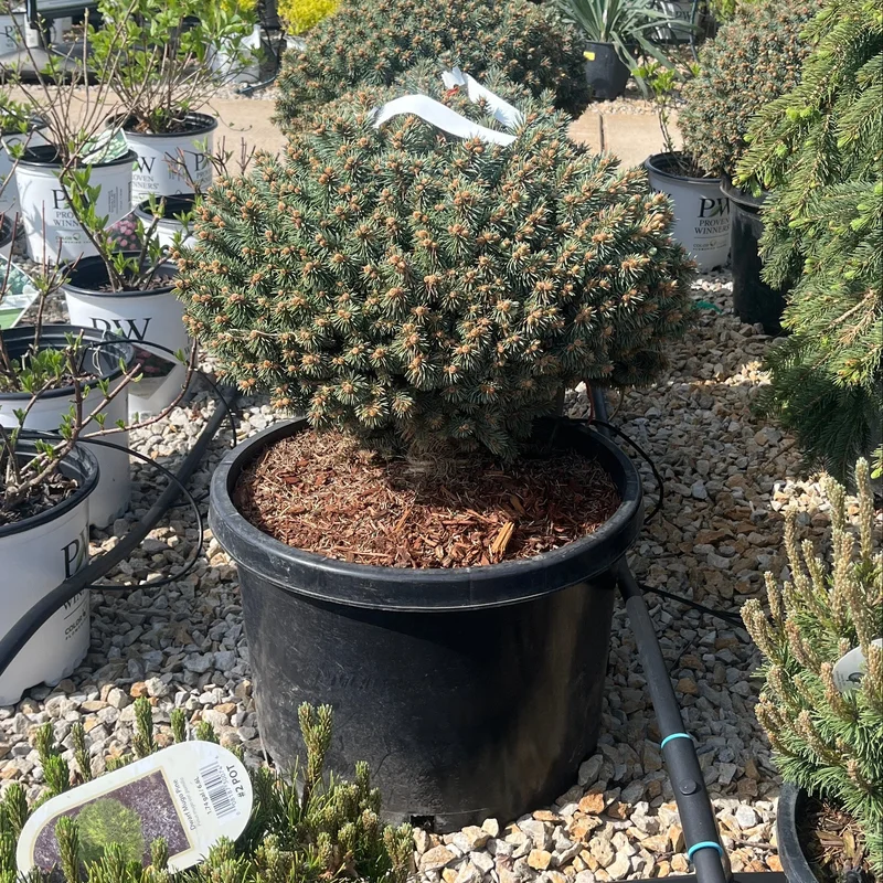alsipnursery23475317