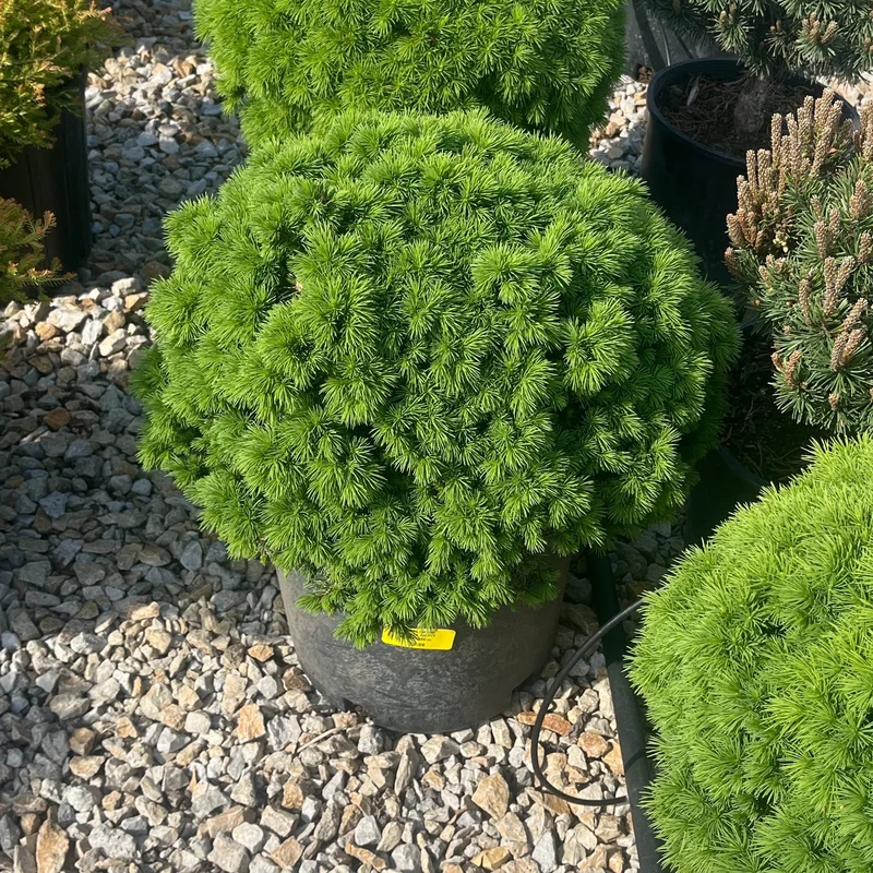 alsipnursery23475347