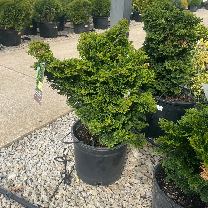 alsipnursery23475384