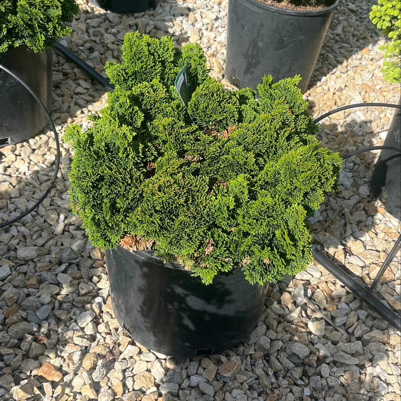 alsipnursery23475392
