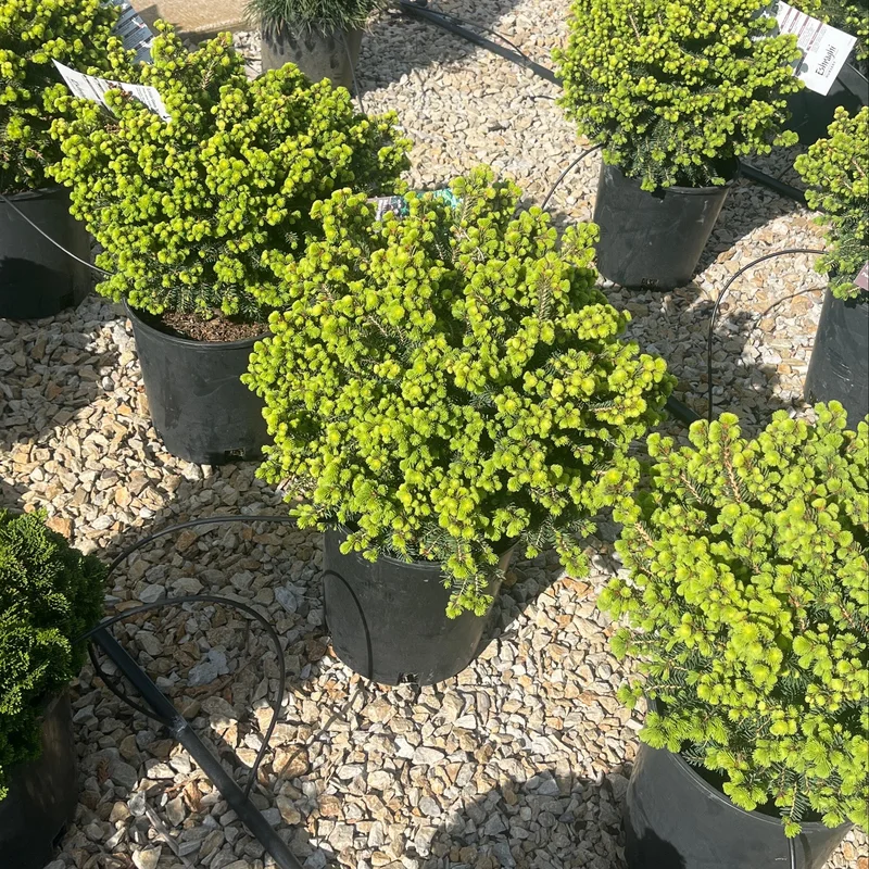 alsipnursery23475403