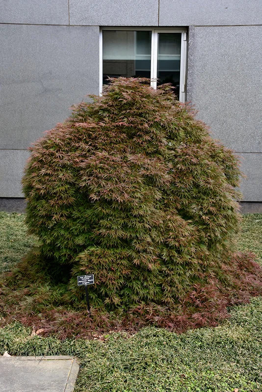 alsipnursery23475411