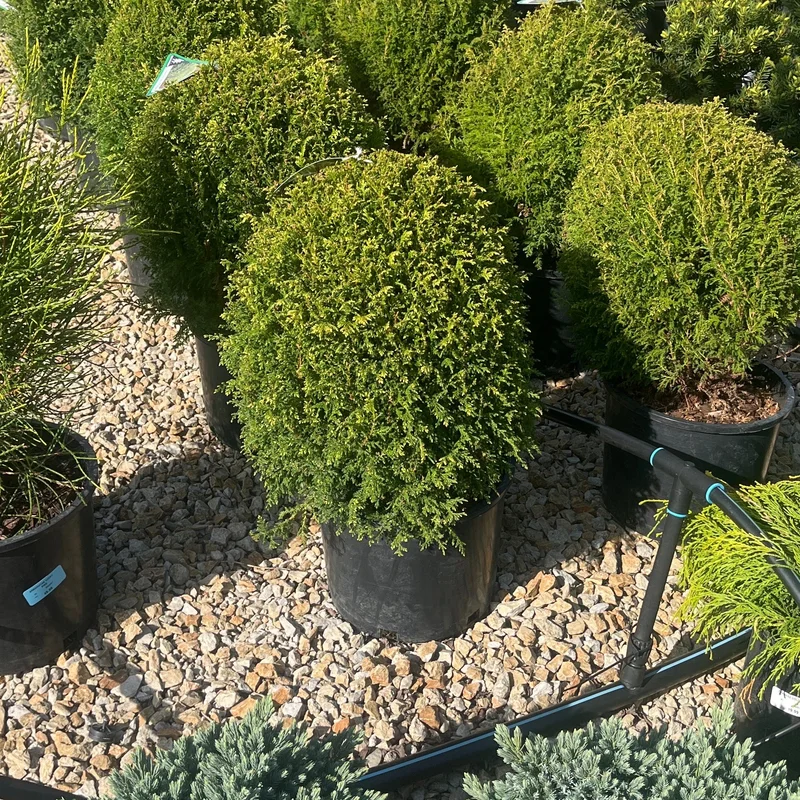 alsipnursery23475428