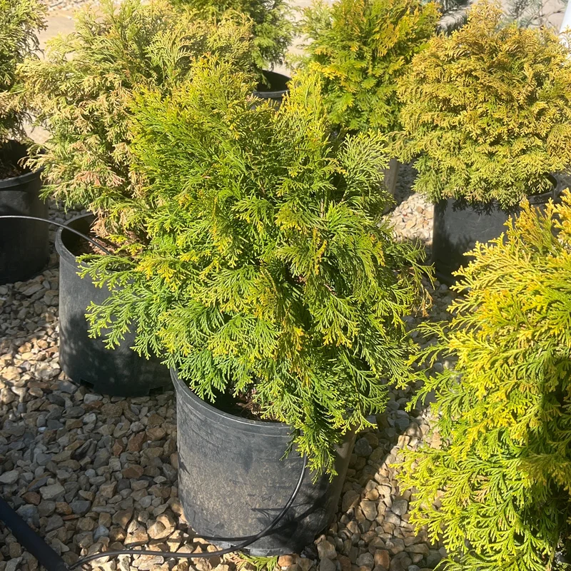 alsipnursery23475465