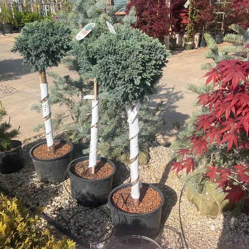 alsipnursery23475476