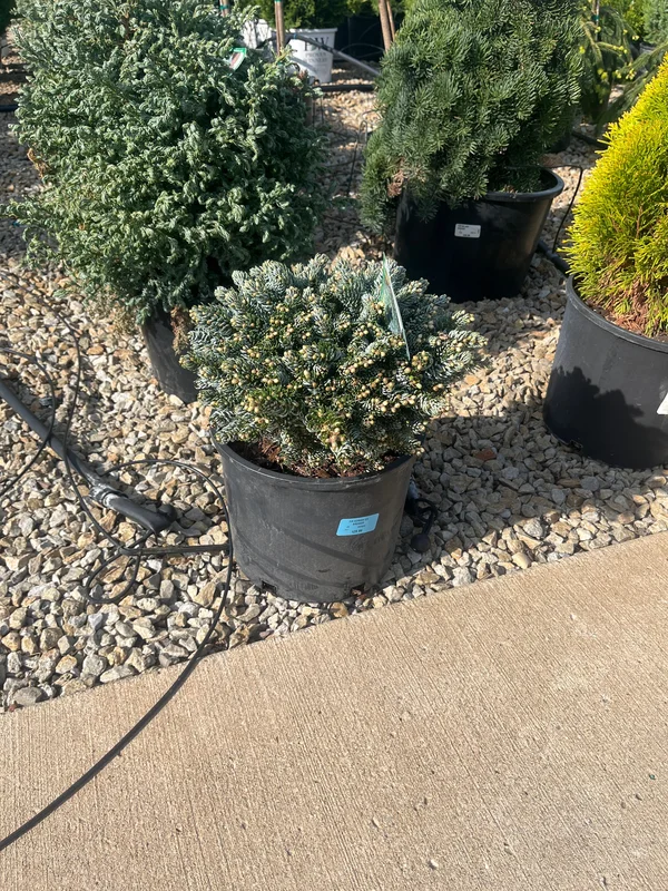 alsipnursery23475488