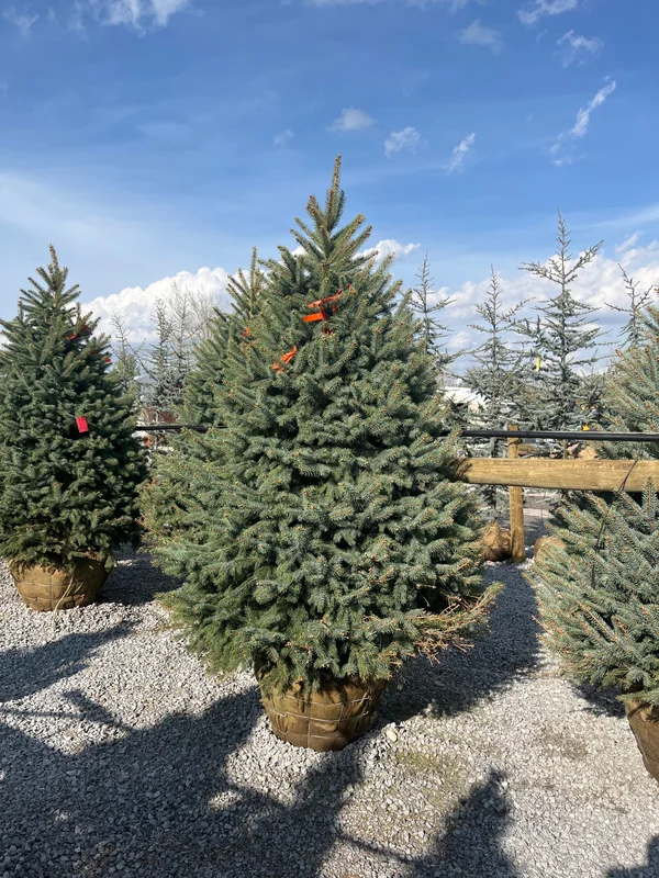 alsipnursery23475518
