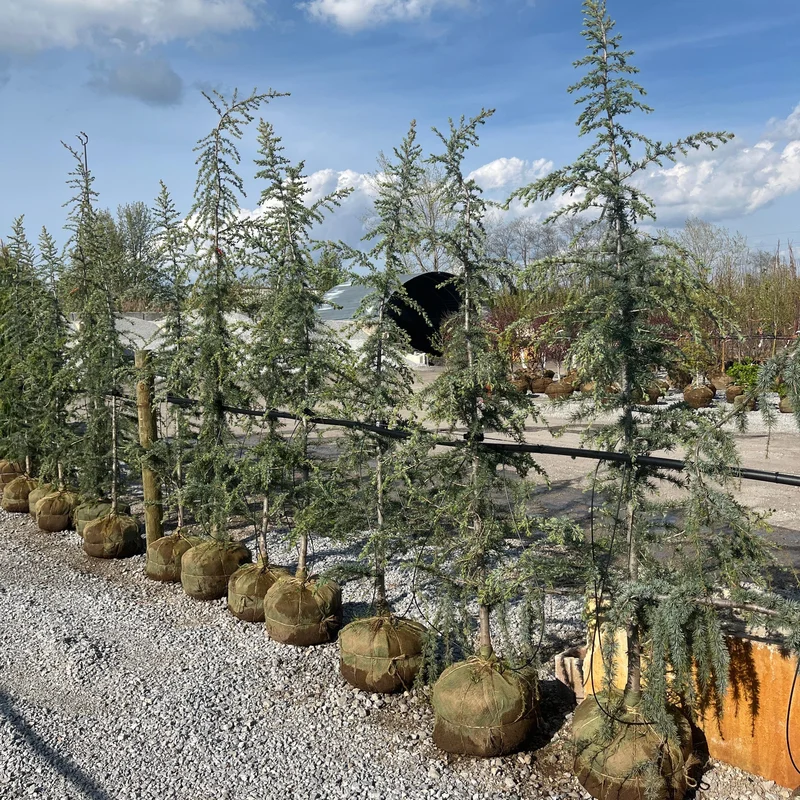 alsipnursery23475547