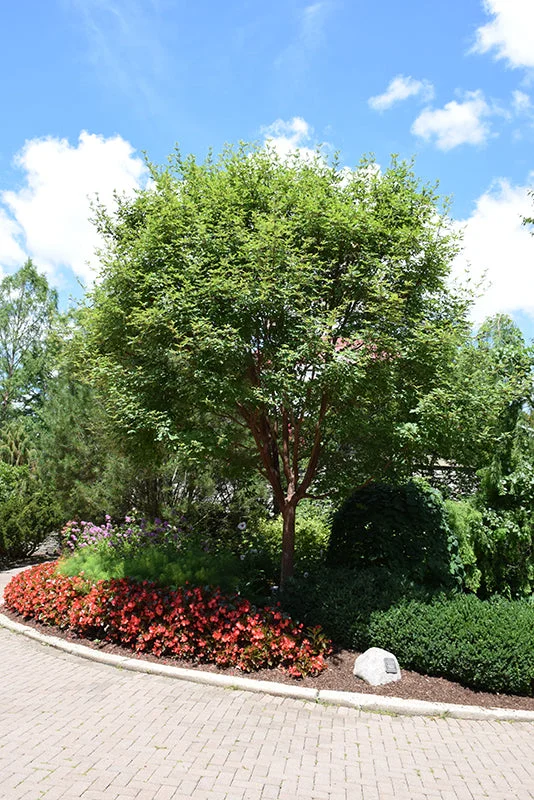alsipnursery23475562