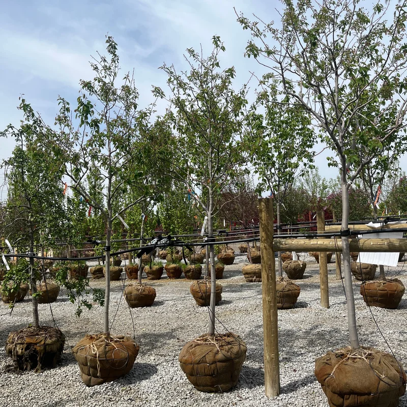 alsipnursery23475583