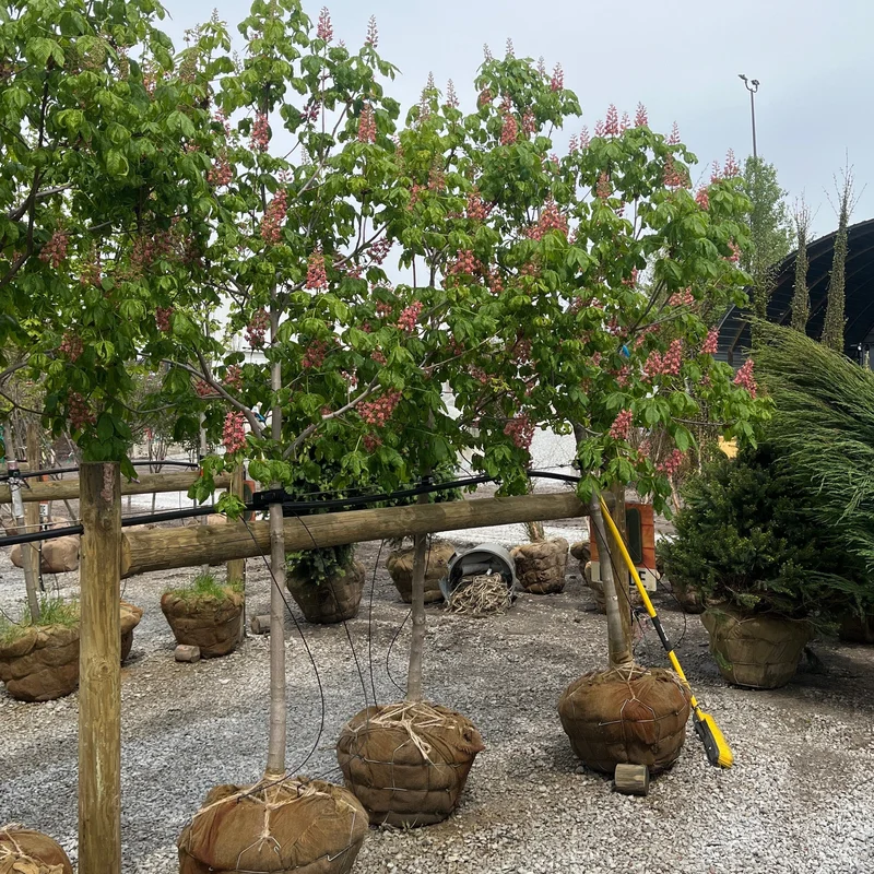 alsipnursery23475593