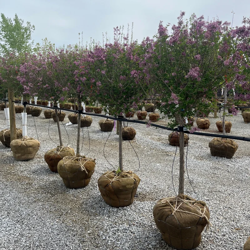 alsipnursery23475642