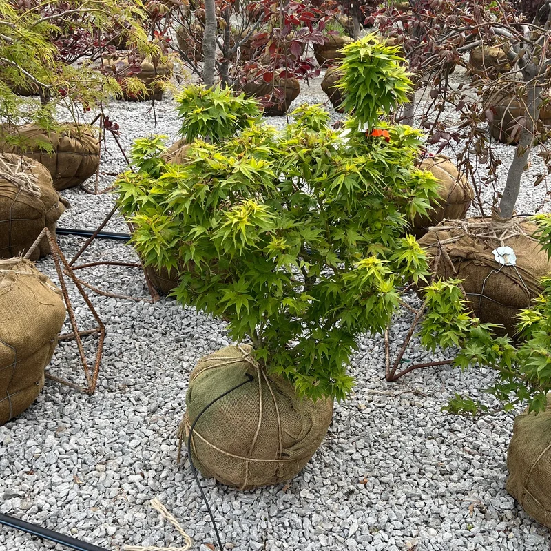 alsipnursery23475688