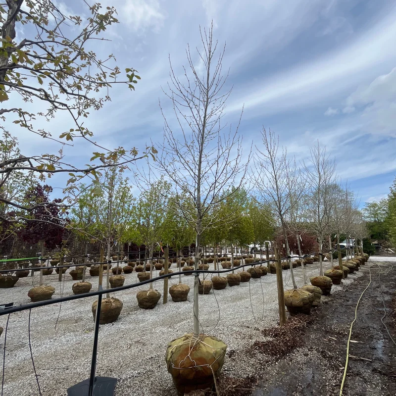 alsipnursery23475713